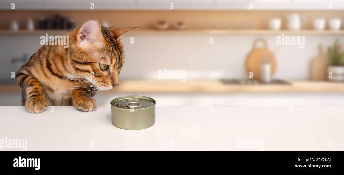 Gatto bengala affamato e cibo gatto umido sul tavolo Foto Stock