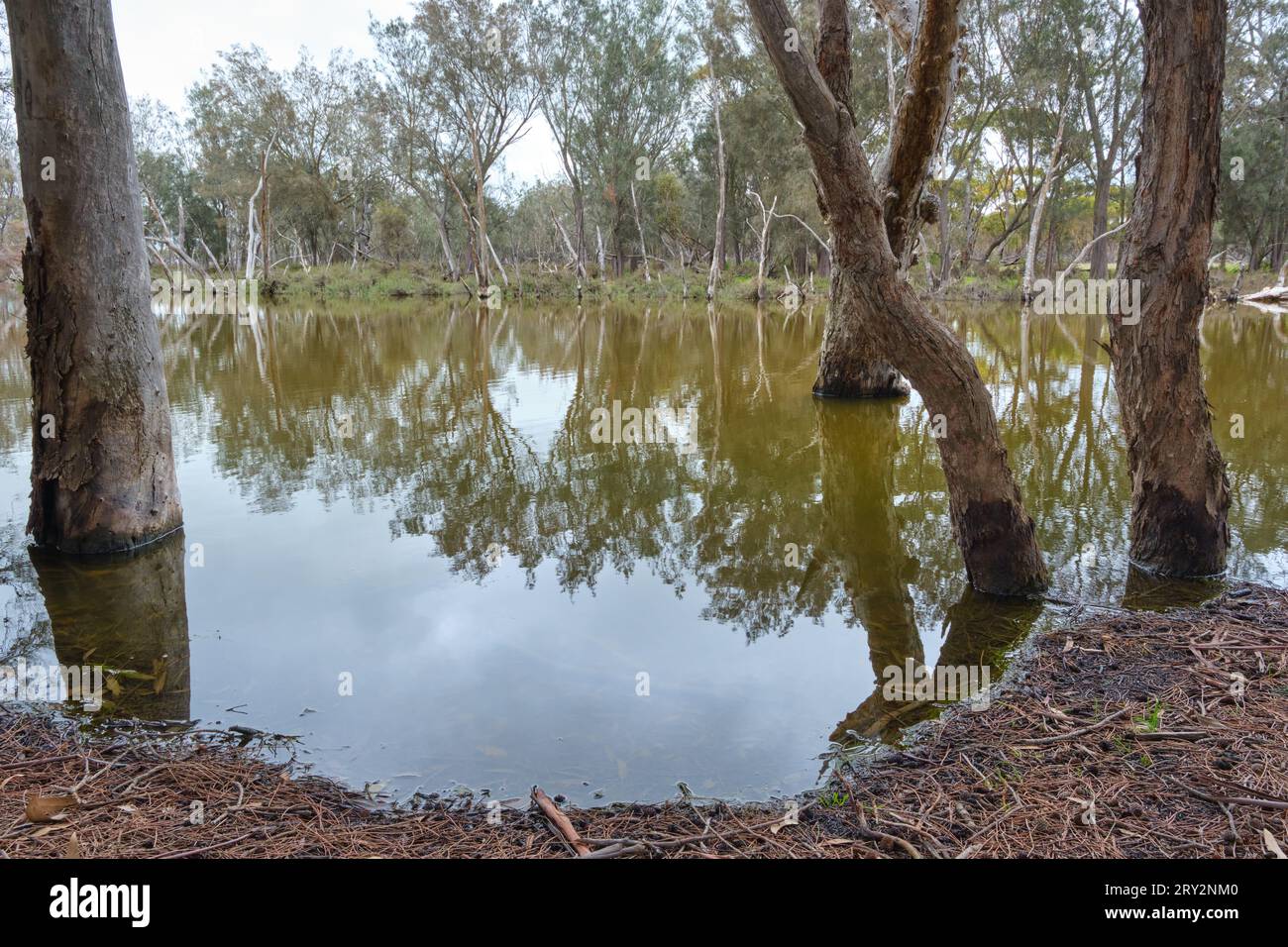 Una vista sul lago Toolibin con gli alberi ai bordi dell'acqua, la riserva naturale del lago Toolibin nella regione di Wheatbelt dell'Australia Occidentale. Foto Stock