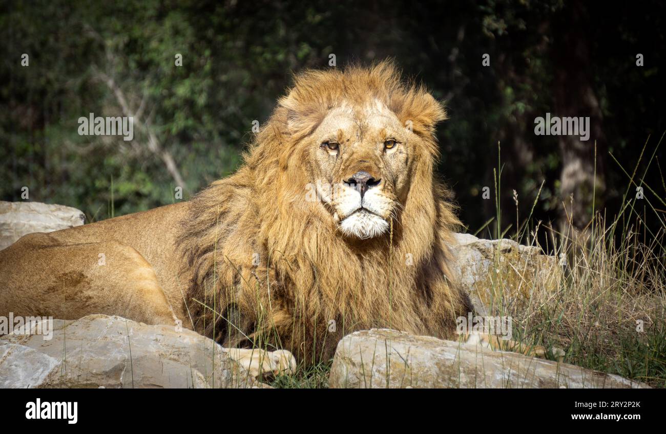 Un giovane leone seduto su pietre e guardando in lontananza in una giornata di sole allo zoo Barben, in Francia. Foto Stock