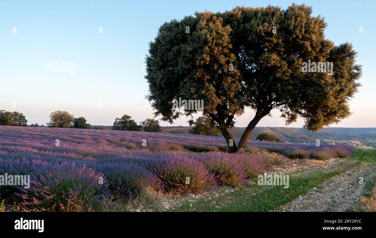 campi di lavanda in estate Foto Stock