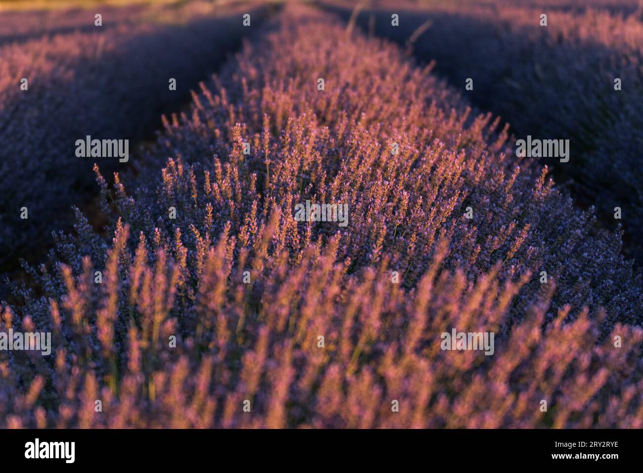 campi di lavanda in estate Foto Stock