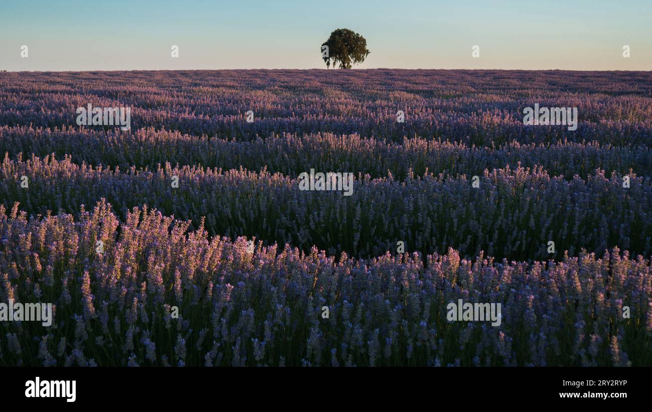 campi di lavanda in estate Foto Stock