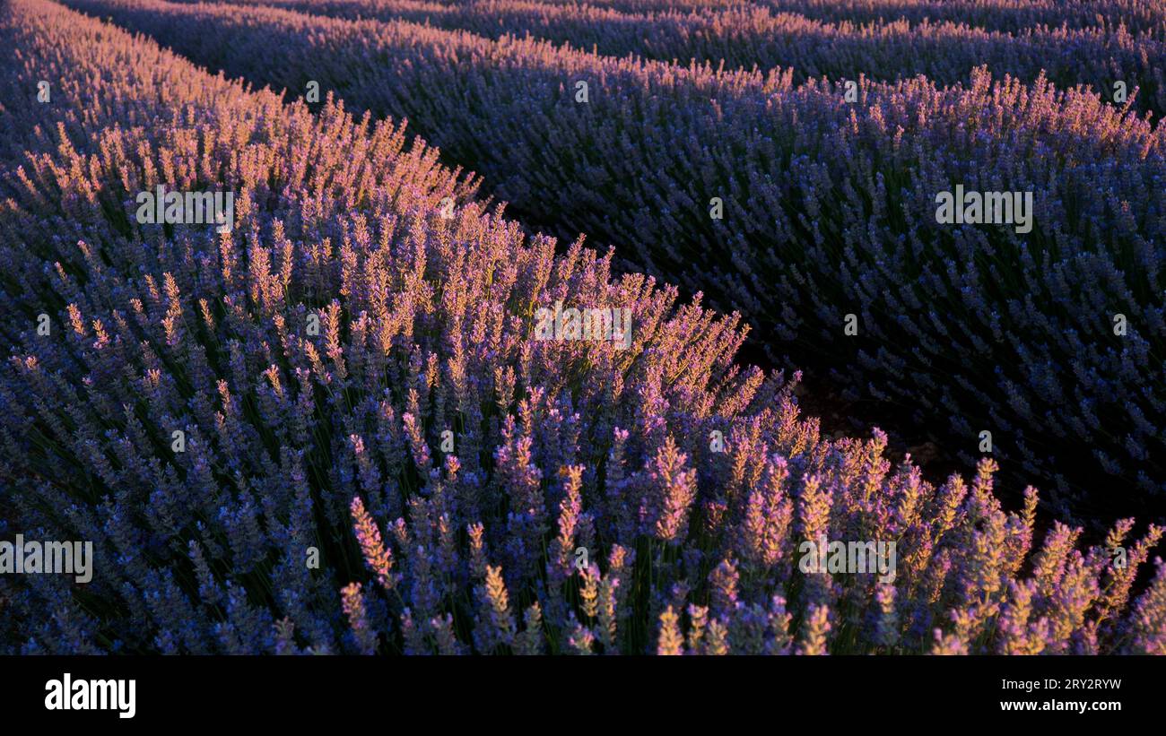 campi di lavanda in estate Foto Stock