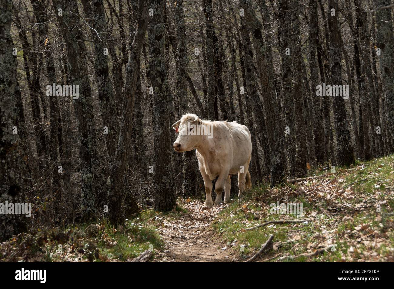 Una mucca nella natura Foto Stock