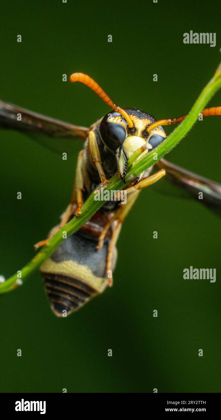 Immagini macro gialle estreme con dettagli nitidi Foto Stock