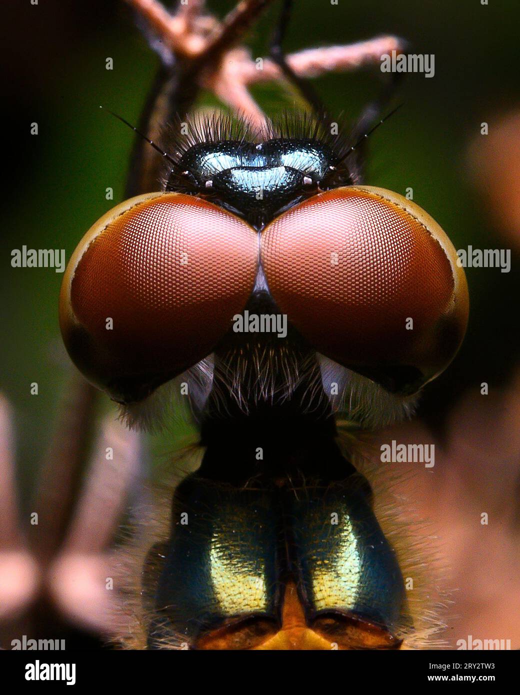 Primo piano estremo di Dragon Fly Compound Eyes Foto Stock