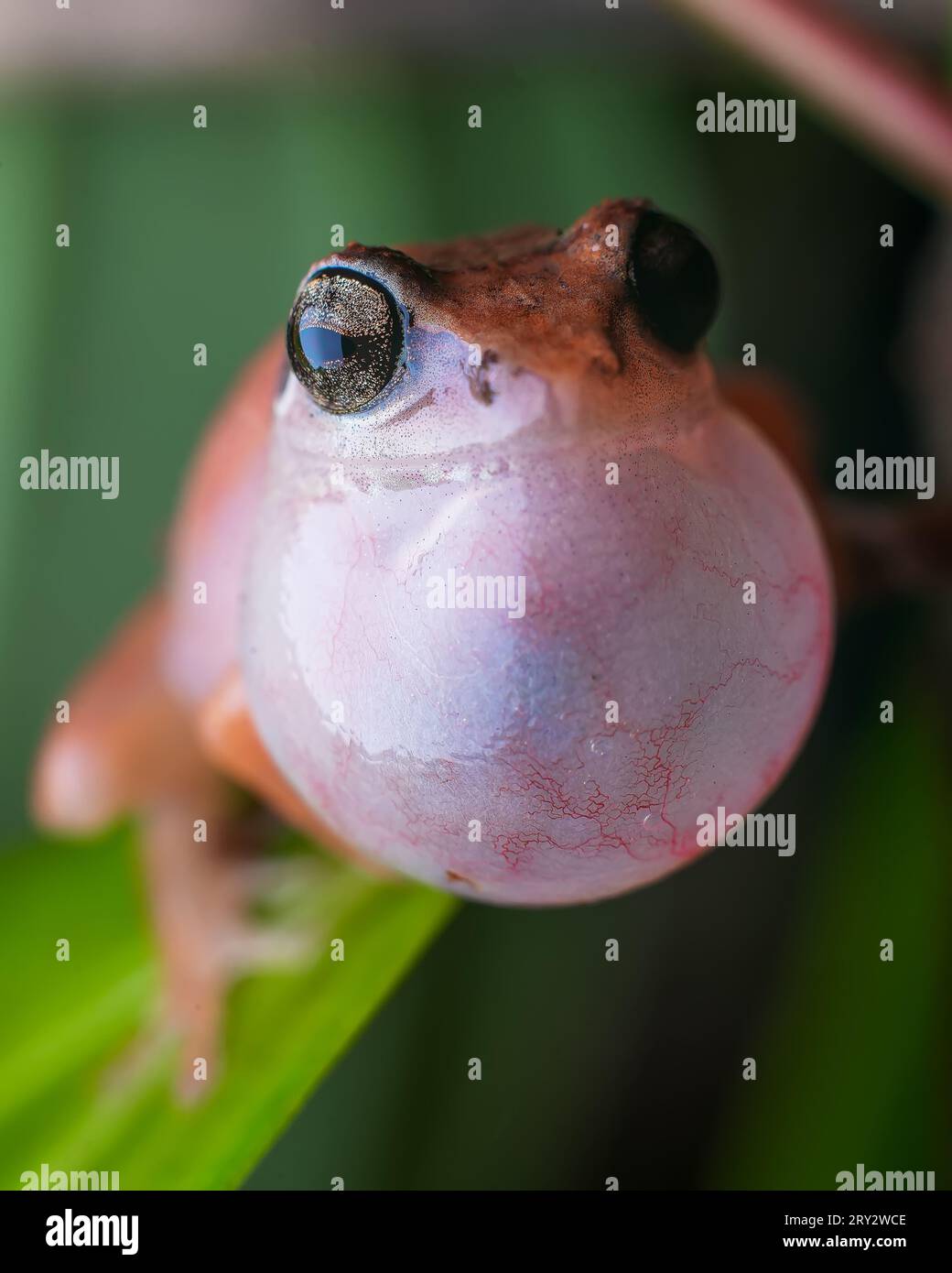 Immagine macro Jerdon's Bush Frog, sacco vocale visibile Foto Stock