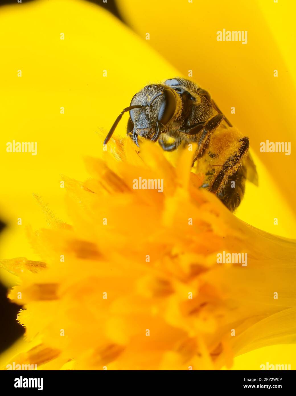 Ape miele a riposo su un fiore giallo, regola del terzo, nero e giallo Foto Stock