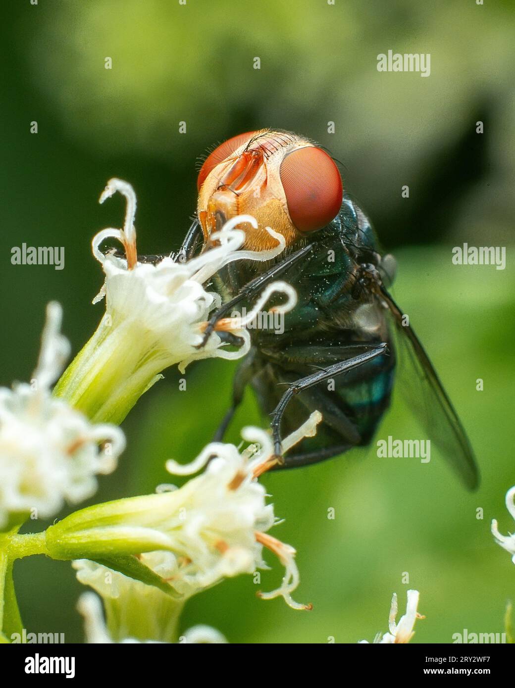 Immagine macro Green bottle Fly con dettagli nitidi Foto Stock