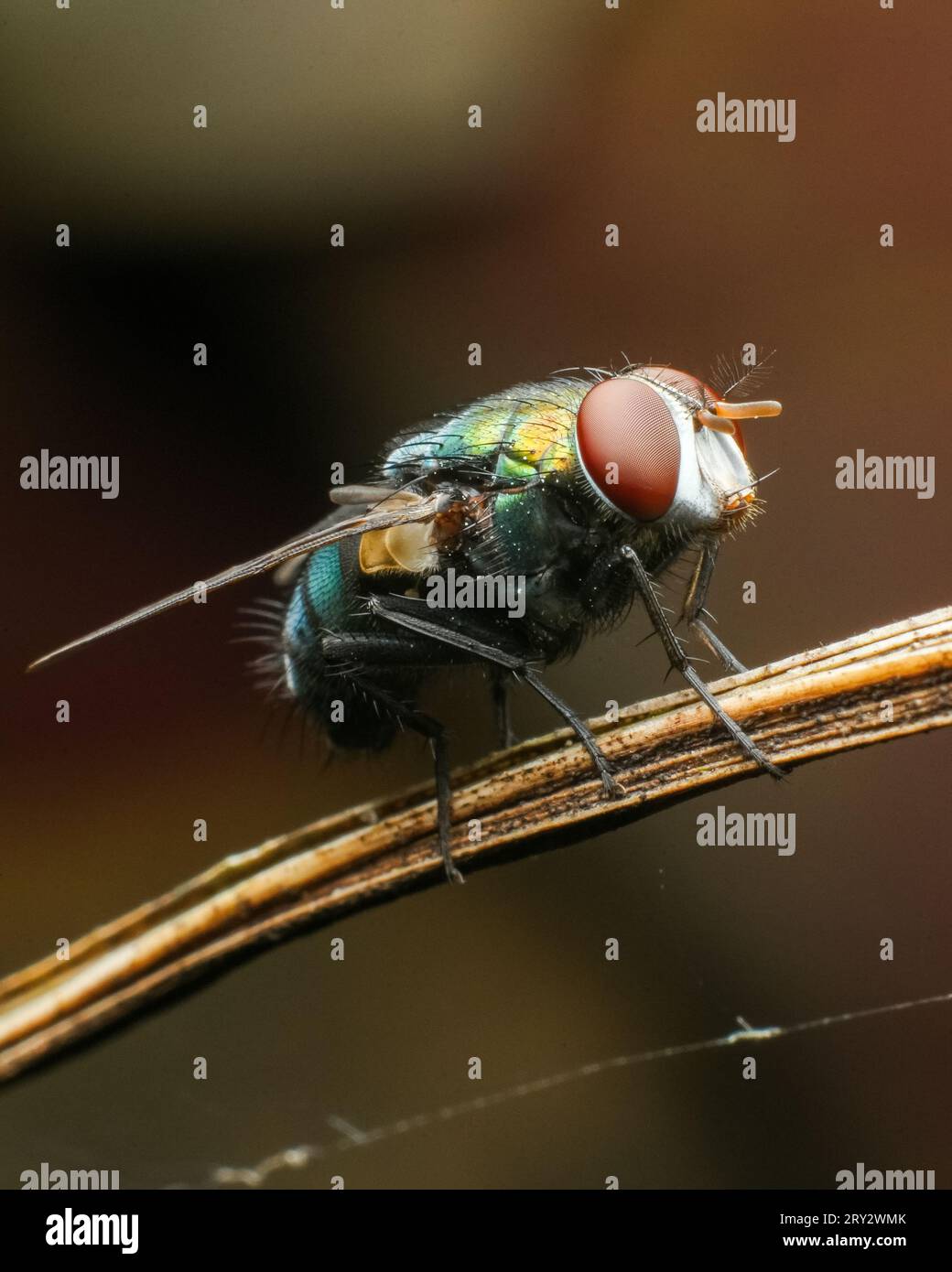 Immagine macro Green bottle Fly con dettagli nitidi Foto Stock