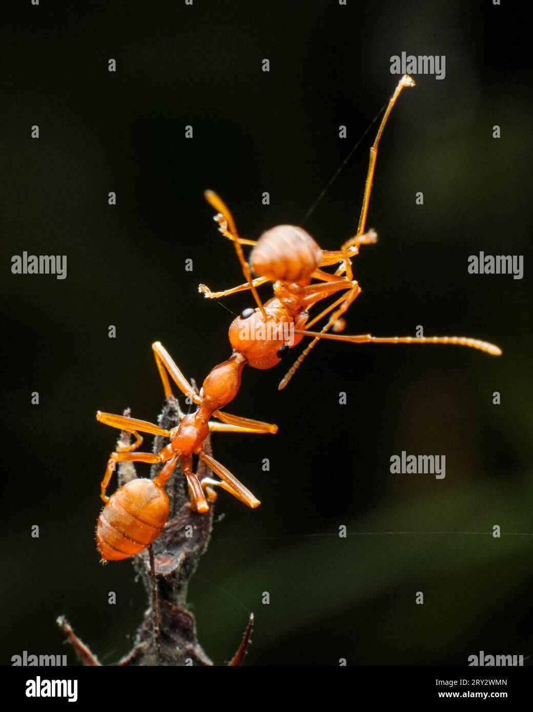 Immagini macro estreme di insetti con dettagli nitidi Foto Stock