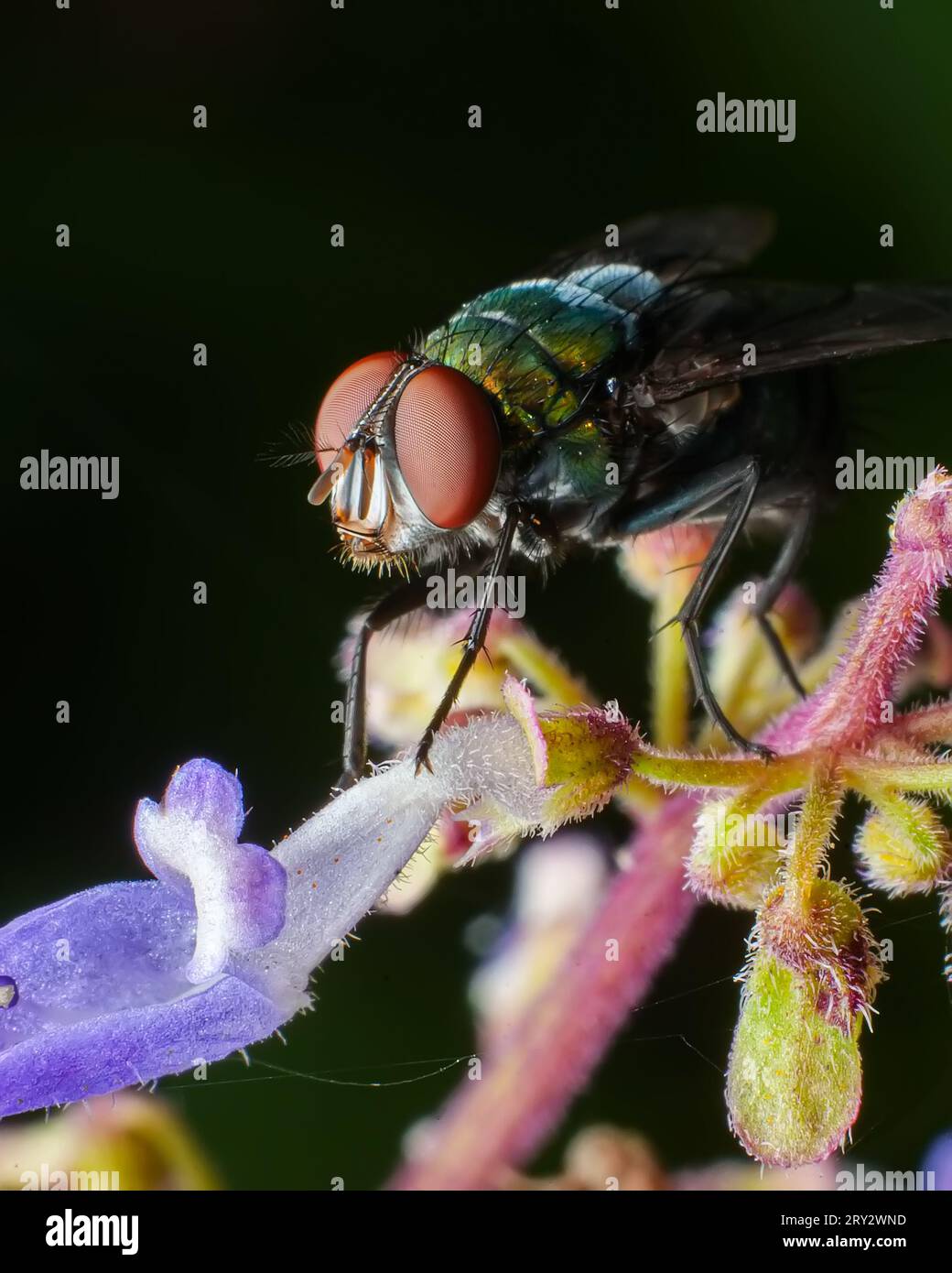 Immagine macro Green bottle Fly con dettagli nitidi Foto Stock