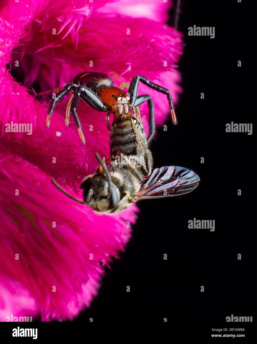 Crab Spider con api mellifere uccide da vicino Foto Stock