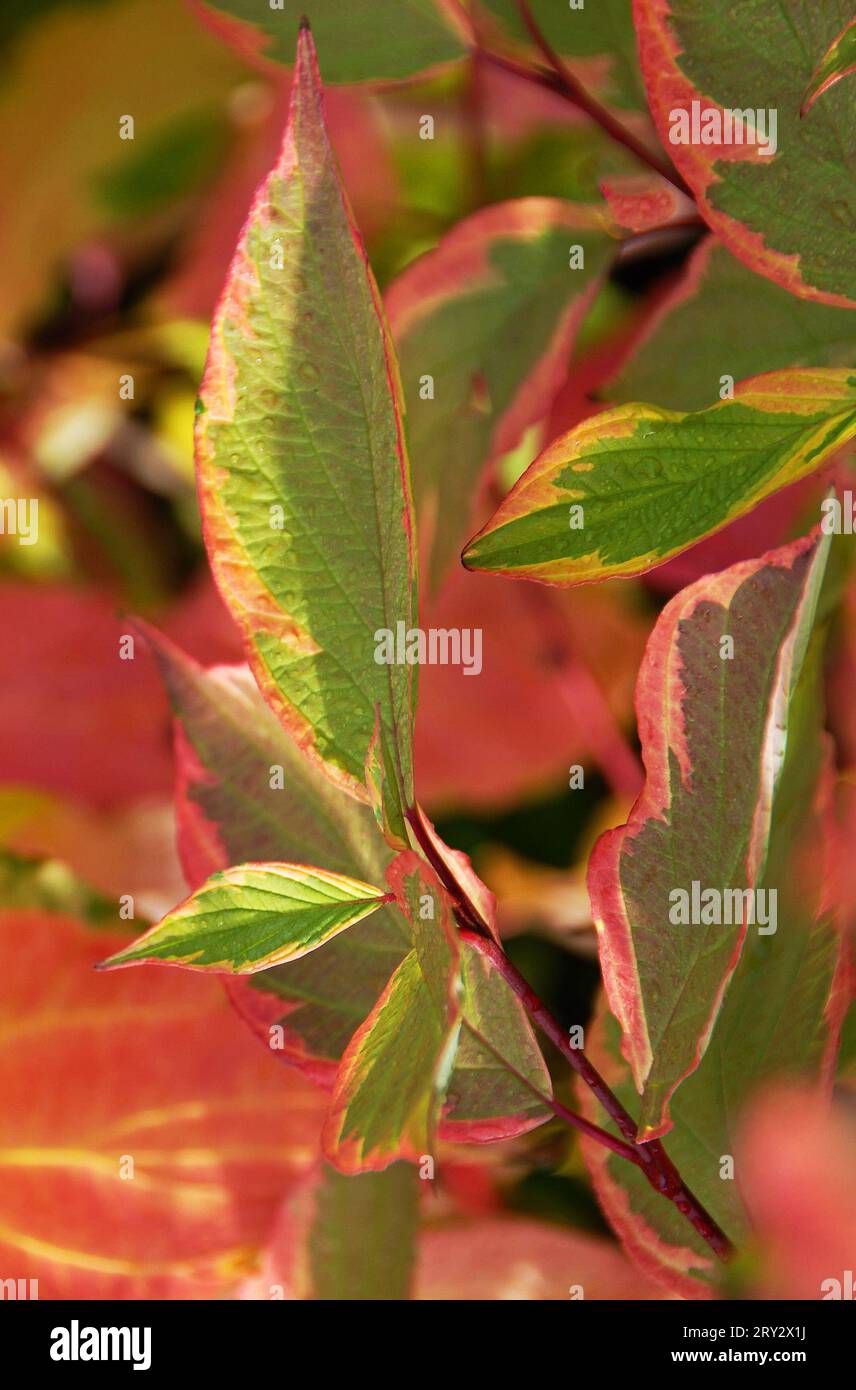 Cornus alba 'Spaethii' Foto Stock