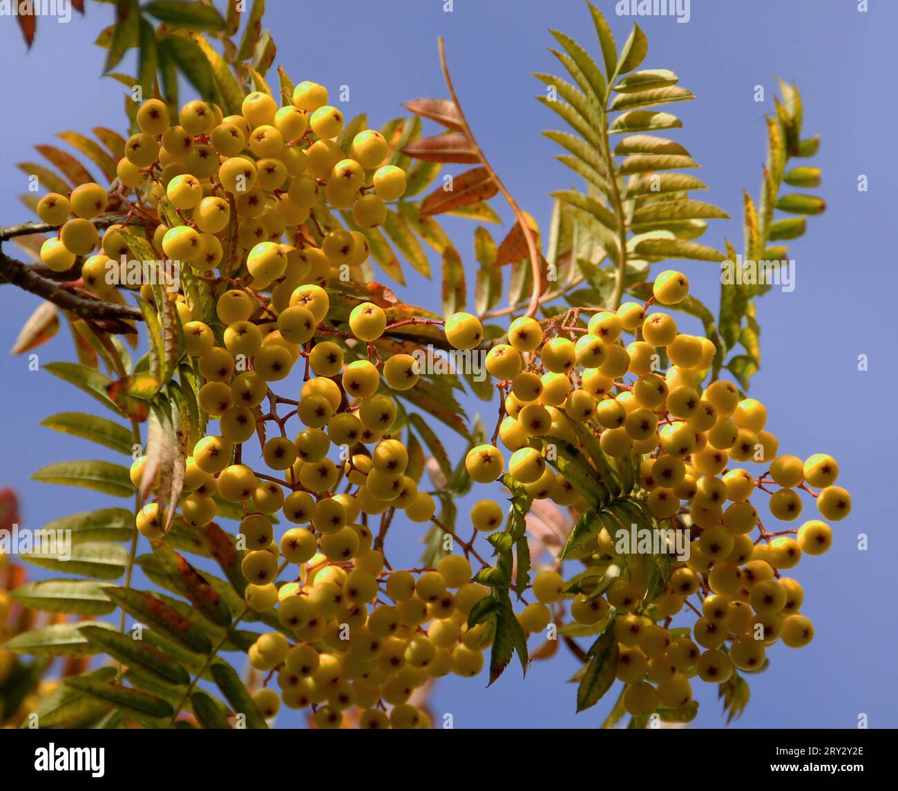 .Sorbus 'Joseph Rock' Foto Stock