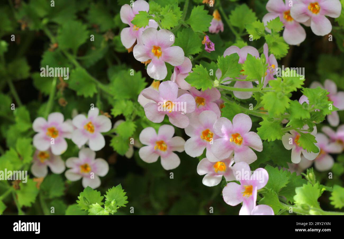 I fiori rosa di Bacopa Megacopa Foto Stock