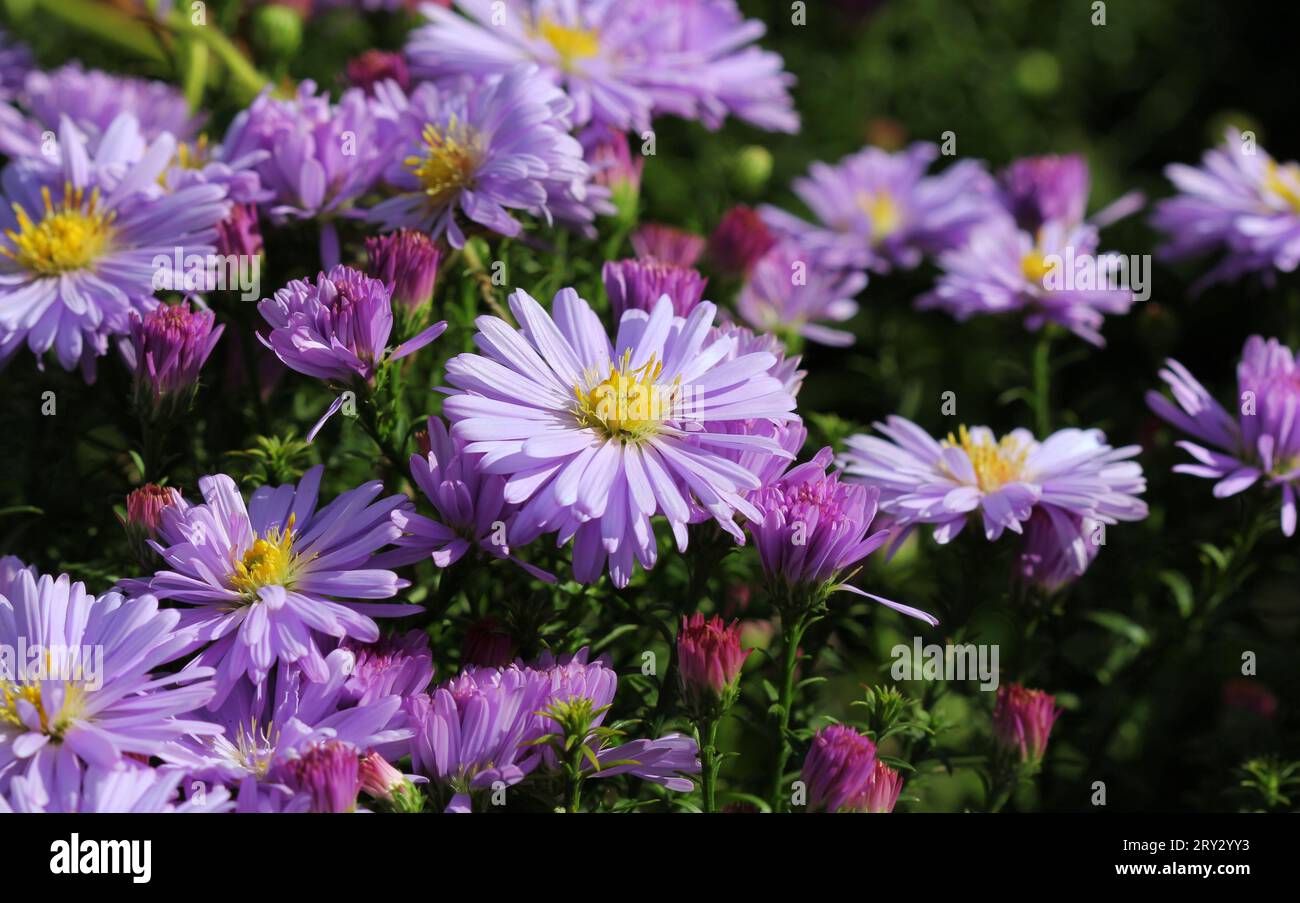 Un primo piano dei fiori delle Michaelmas Daisies, Aster Foto Stock