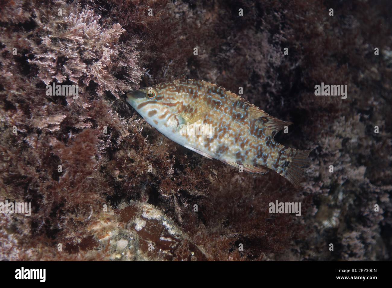 Wrasse a cinque punti (Symphodus roissali) Foto Stock