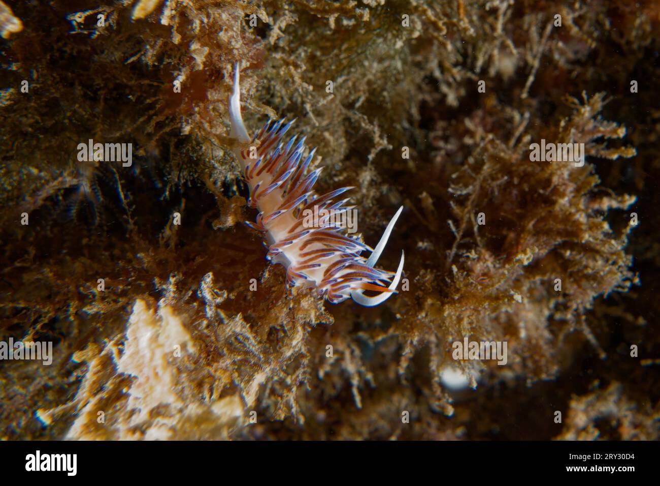 Hervia (Cratena peregrina) Foto Stock