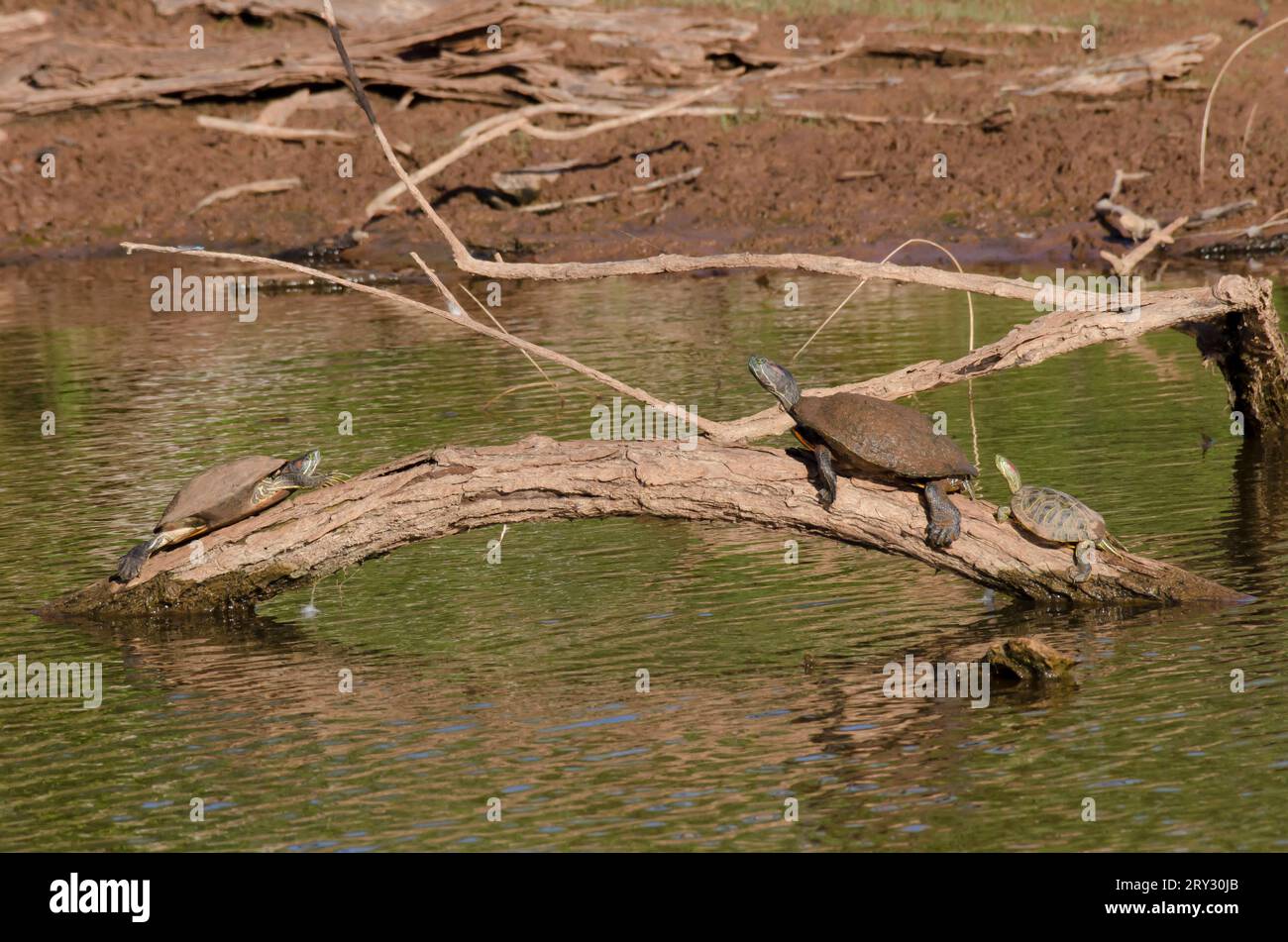 Cursori dalle orecchie rosse, Trachemys scripta elegans, che si crogiolano Foto Stock