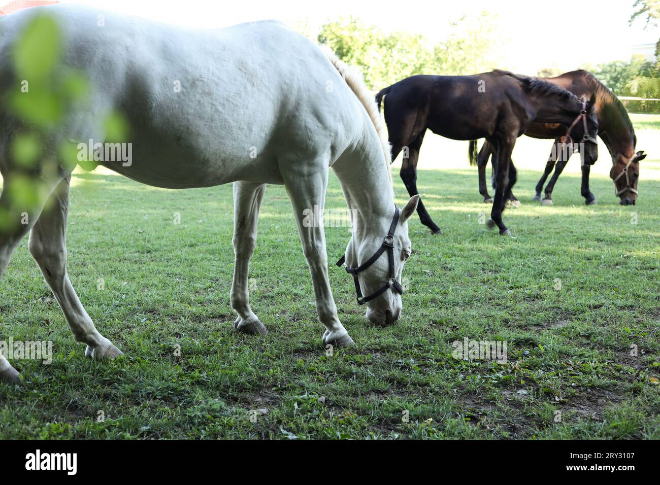 cavalli bianchi e castani su un pascolo Foto Stock
