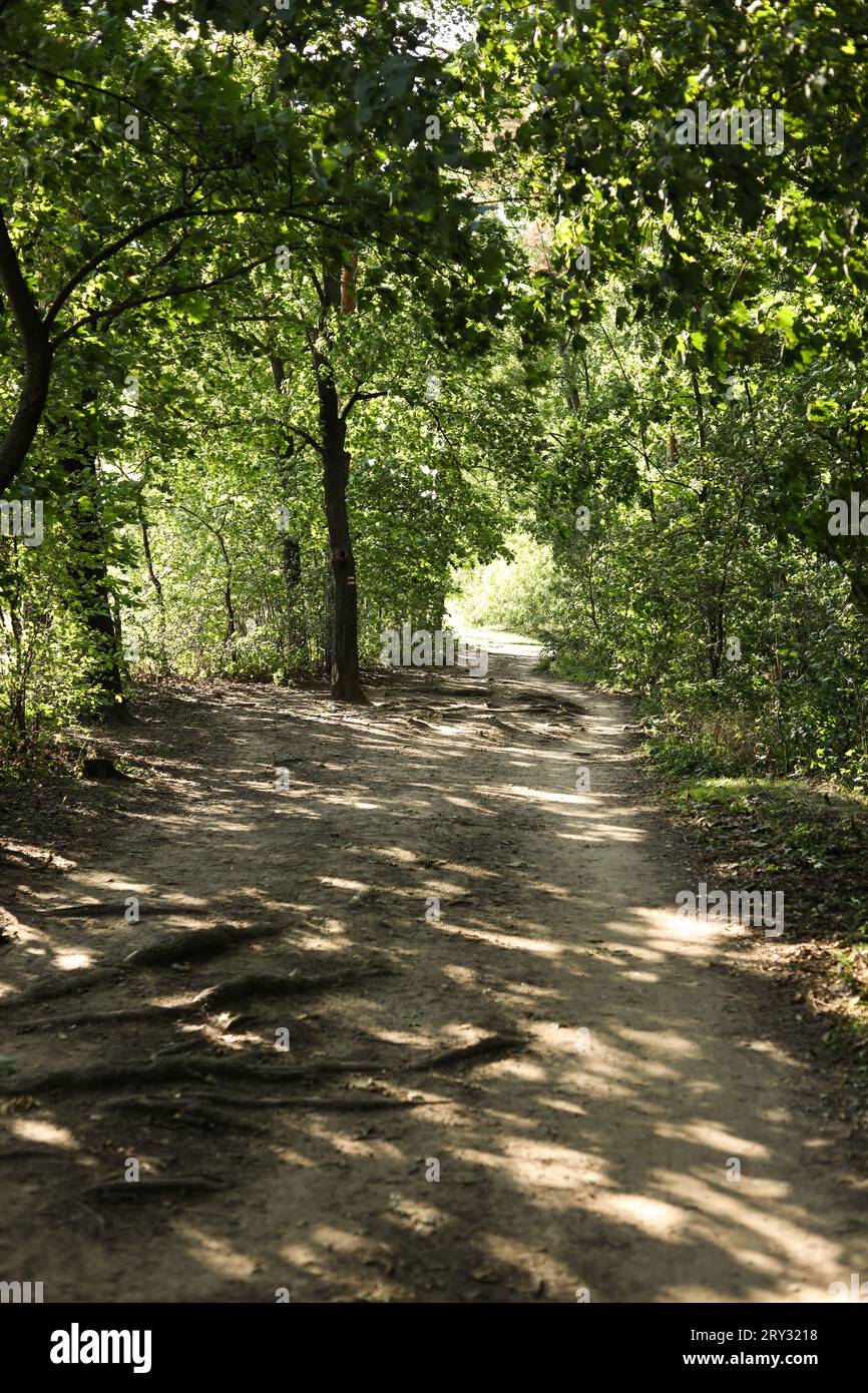 un paesaggio con un sentiero nella foresta Foto Stock
