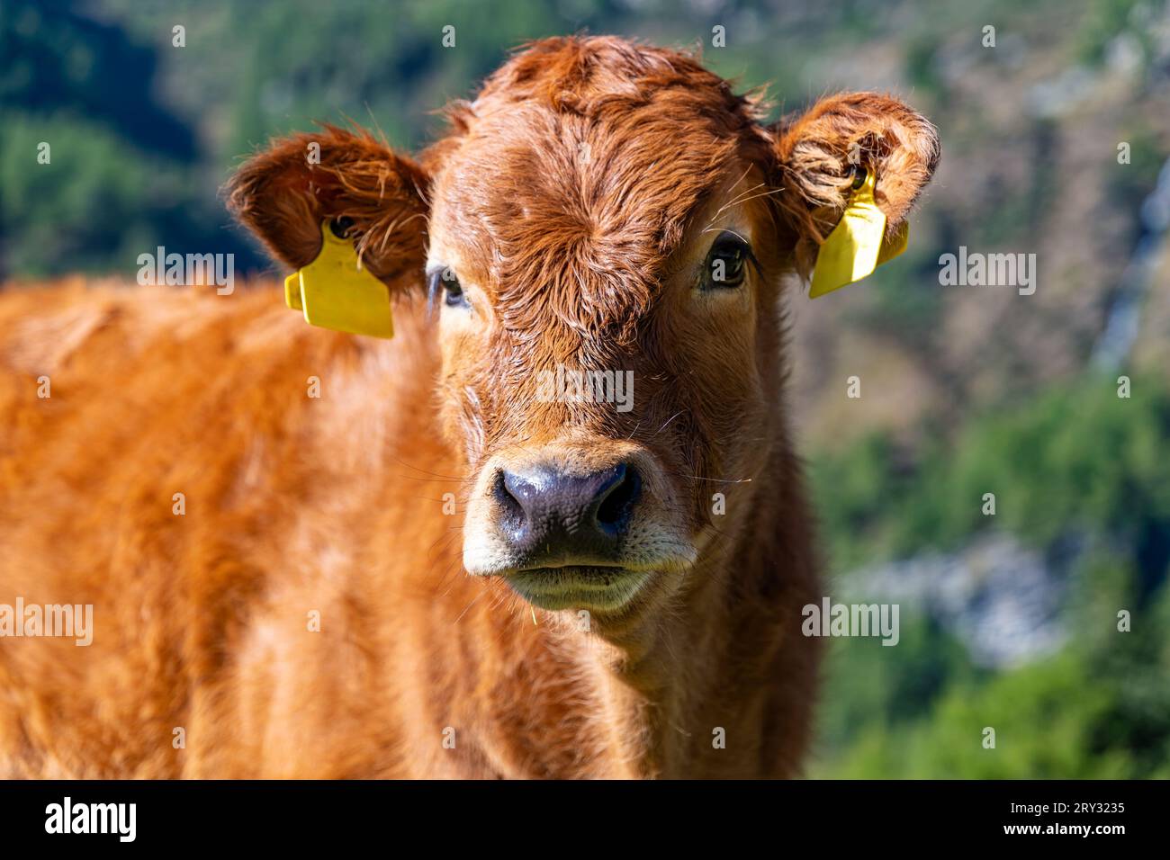 Primo piano di un vitello in una prateria Foto Stock