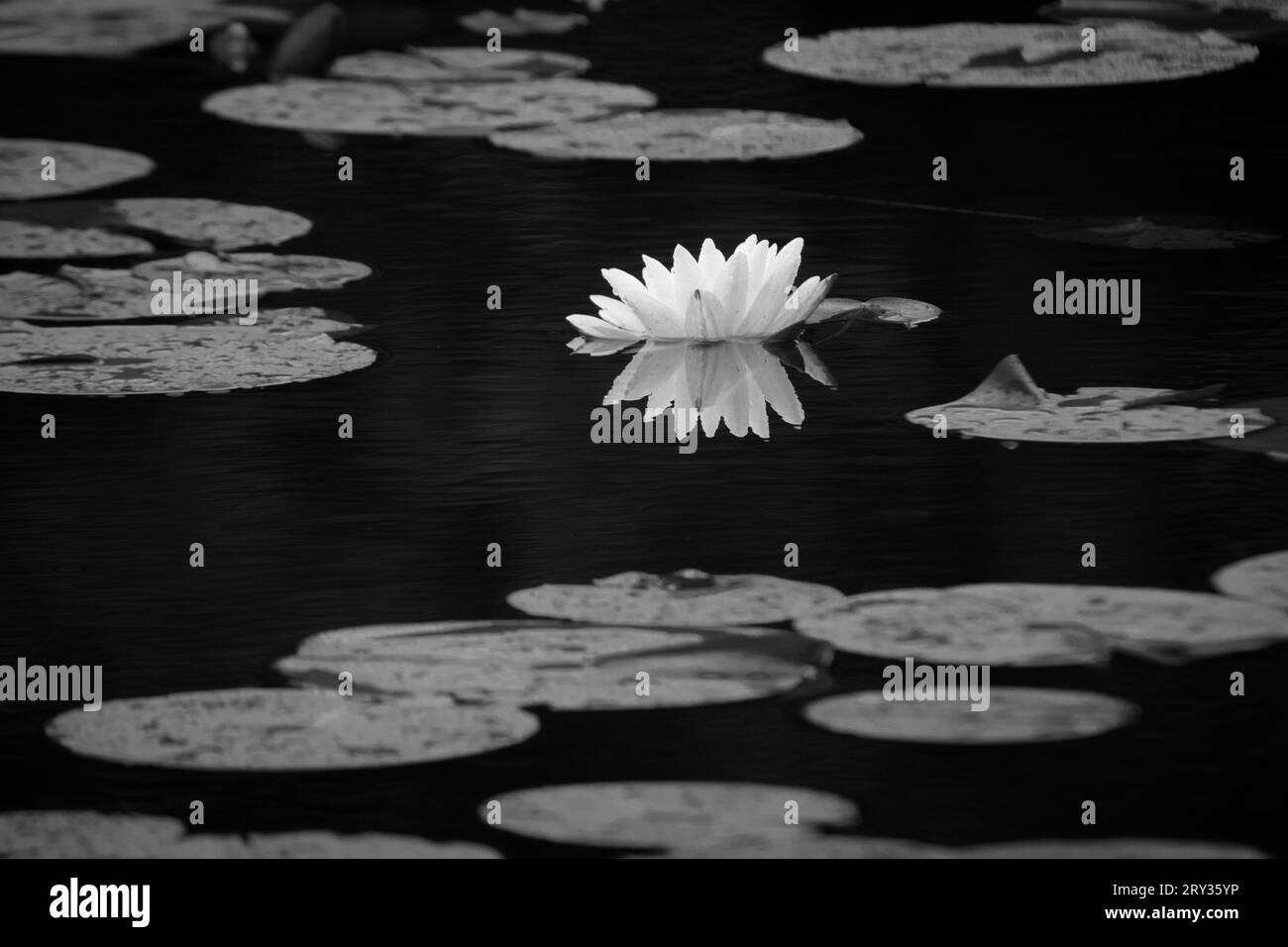 Water Lilly Reflection & Lilly Pads, Hopewell Lake, French Creek State Park, Pennsylvania, USA Foto Stock