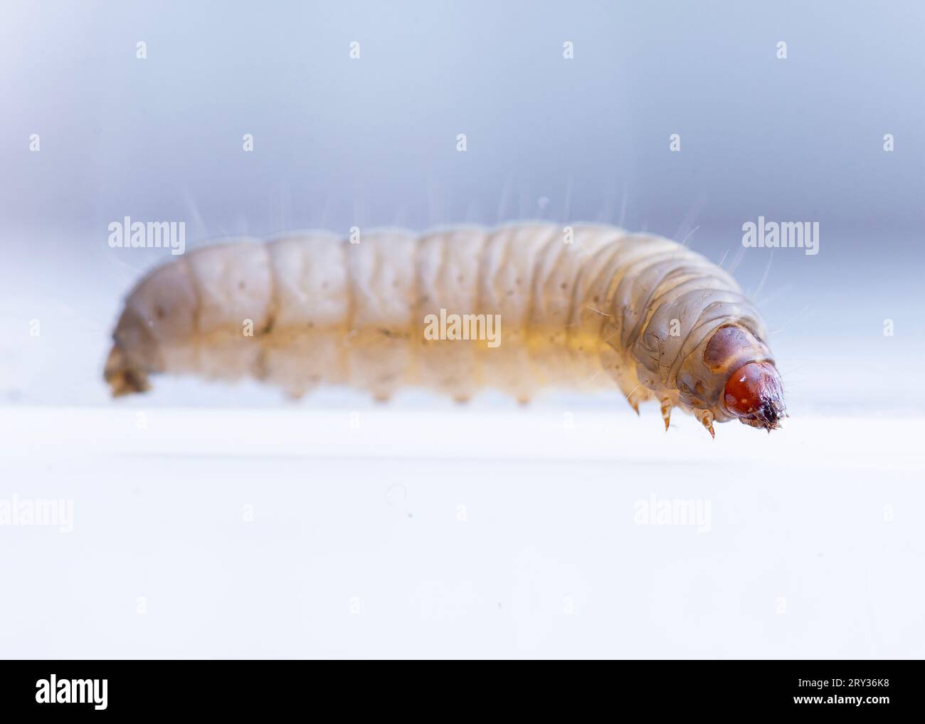 Vista dettagliata della Galleria mellonella Larva Foto Stock