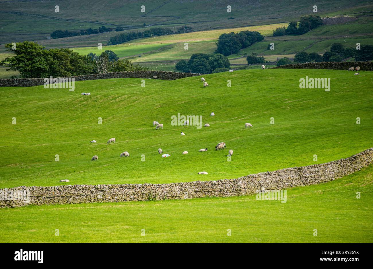 Pecora in un campo a Wensleydale nello Yorkshire Dales, Inghilterra, Regno Unito Foto Stock