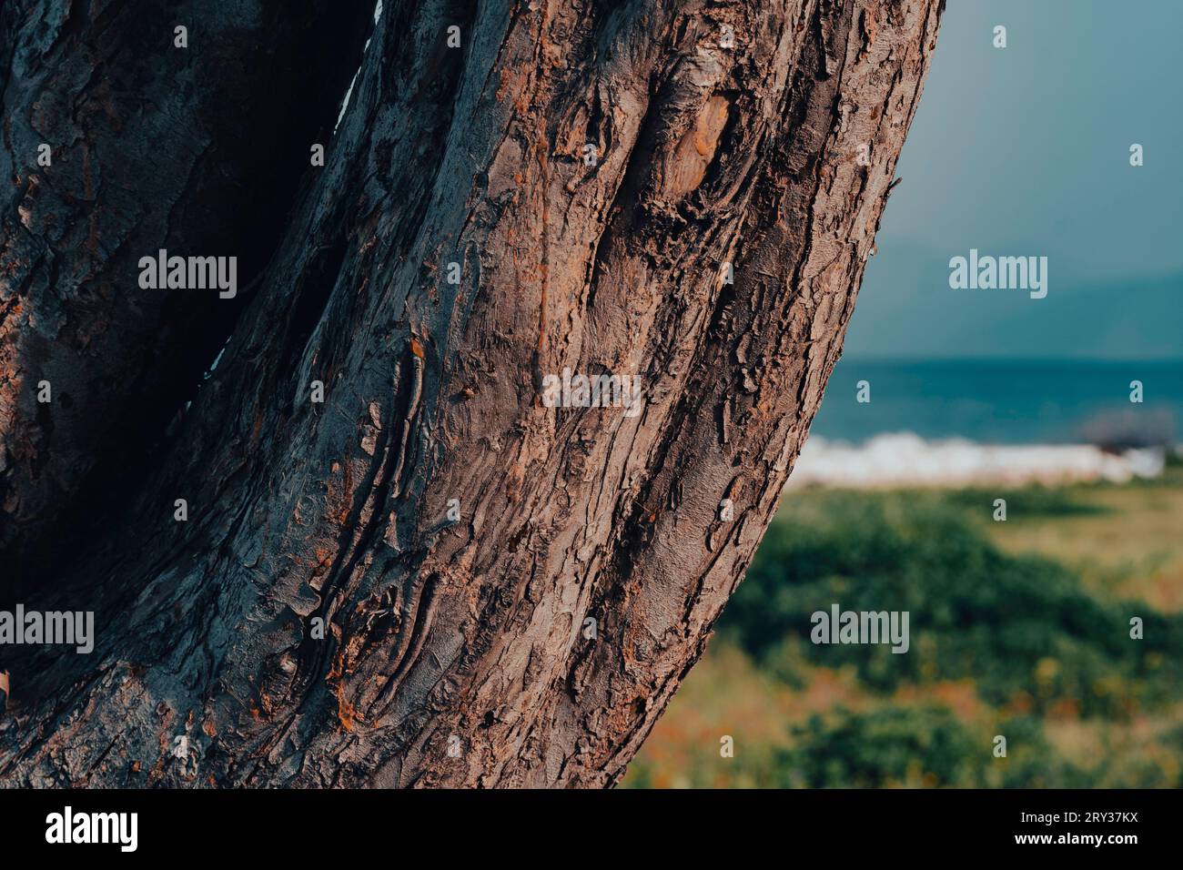 Primo piano dettagli del tronco dell'albero, sullo sfondo la spiaggia di pietra bianca e il mare Foto Stock