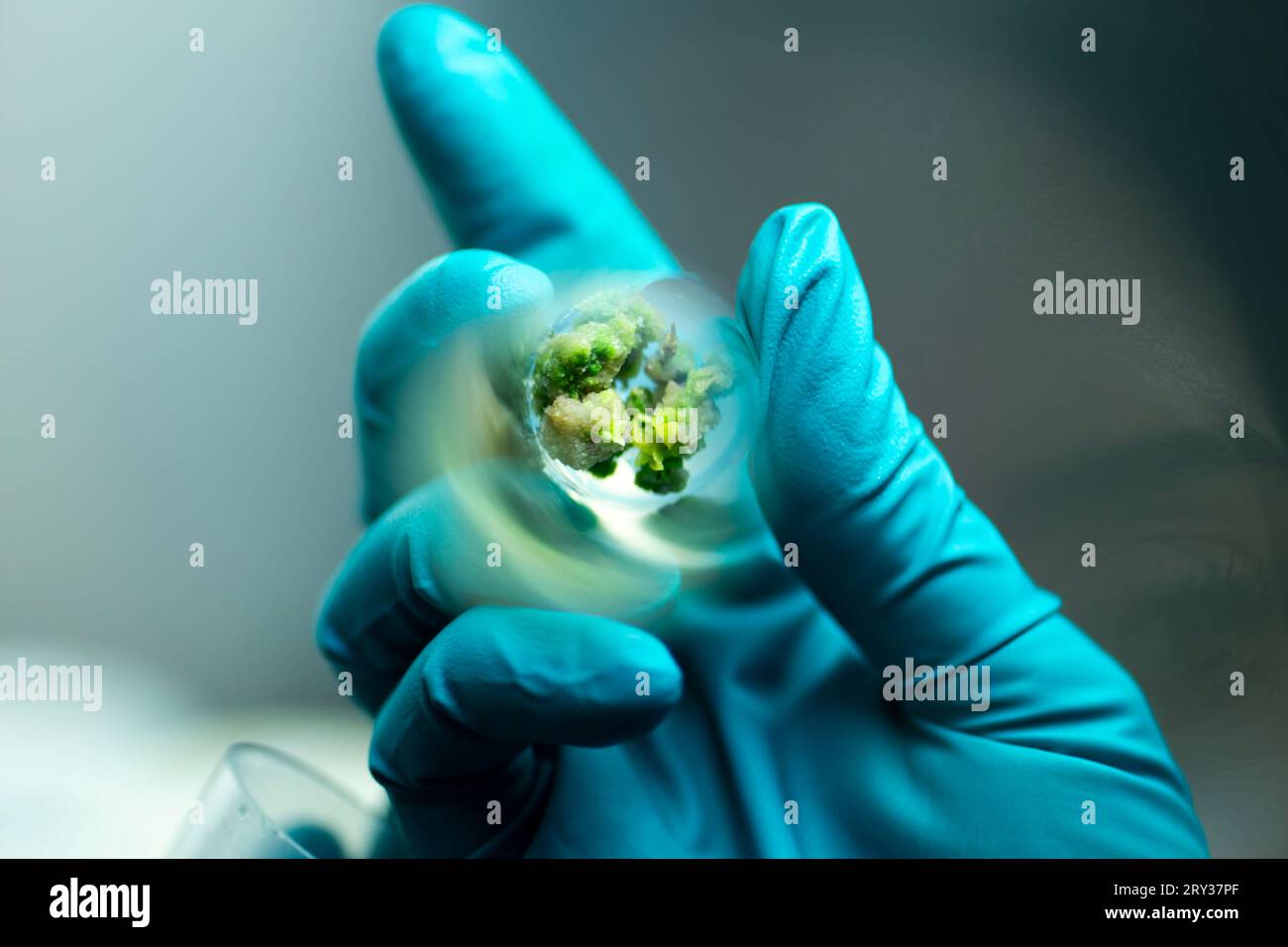 Coltura di tessuti vegetali per la ricerca agricola, rigenerazione delle cellule staminali nella coltura di tessuti vegetali Foto Stock