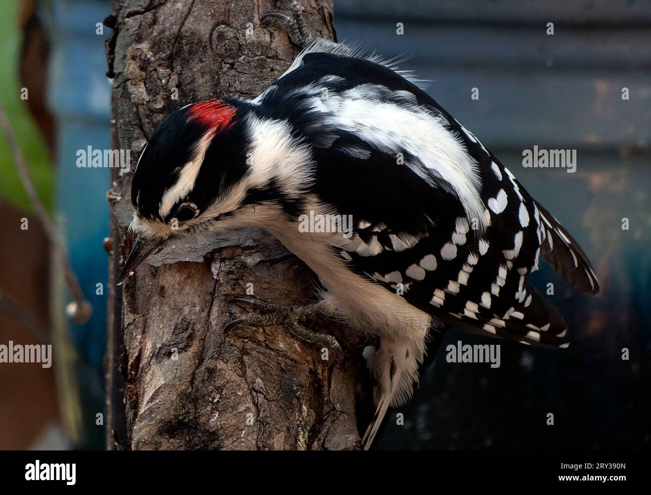 Un picchio su un arto Foto Stock