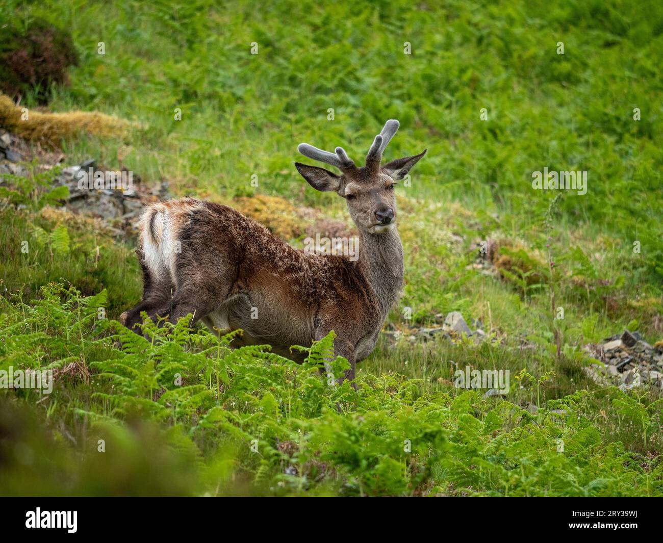 Cervo rosso a Knockan Crag in Scozia Foto Stock