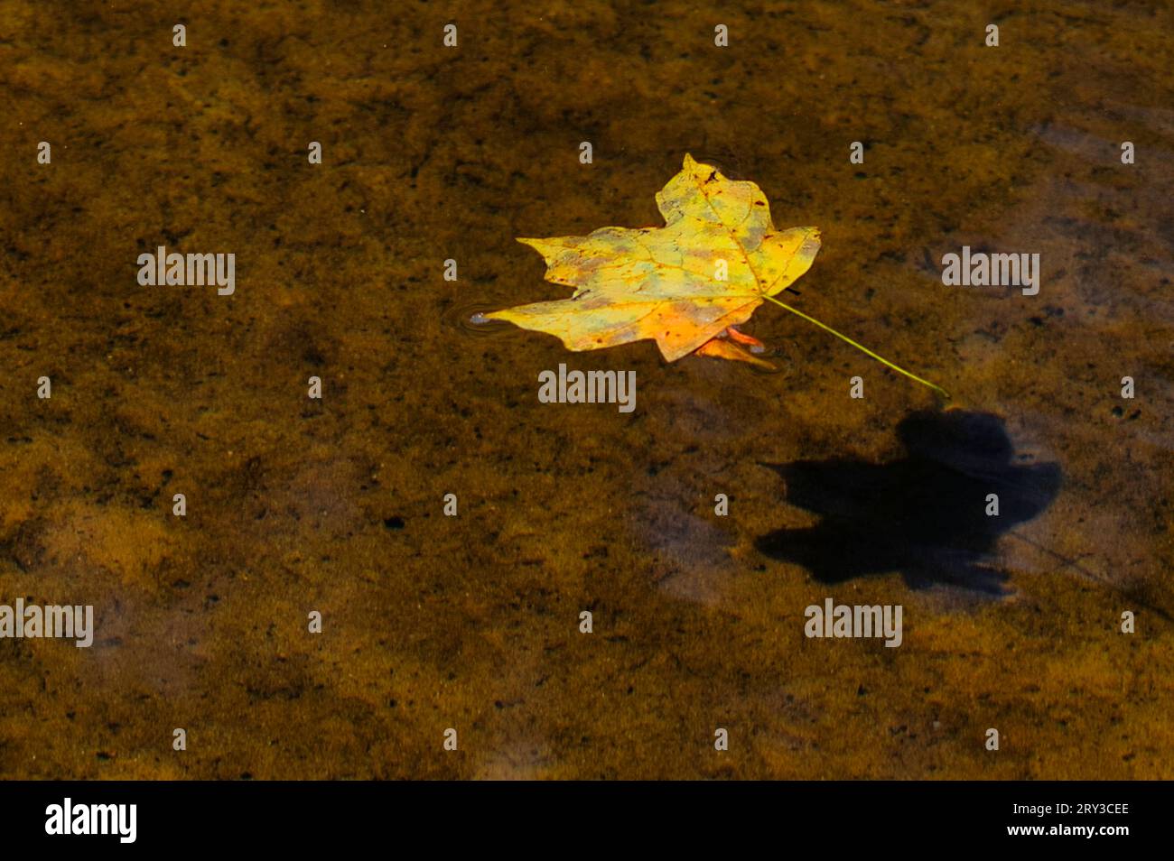 Una foglia solitaria getta un'ombra sul fondo del fiume Sipsey mentre galleggia lentamente a valle. I colori dell'autunno sono quasi arrivati. Foto Stock