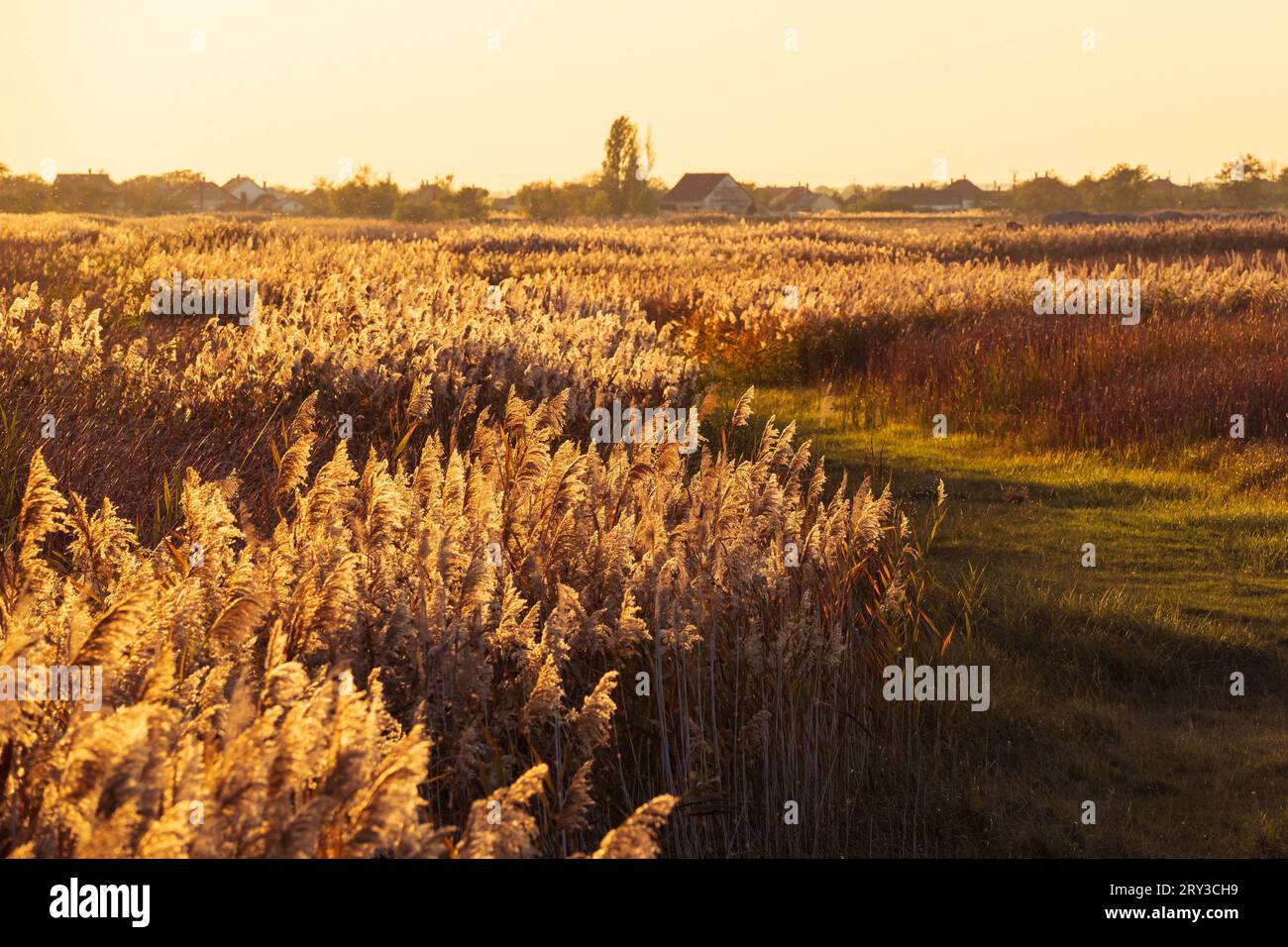 Canne comuni (Phragmites australis) alla luce del tramonto nella campagna paludosa. Case di campagna sullo sfondo. Foto Stock