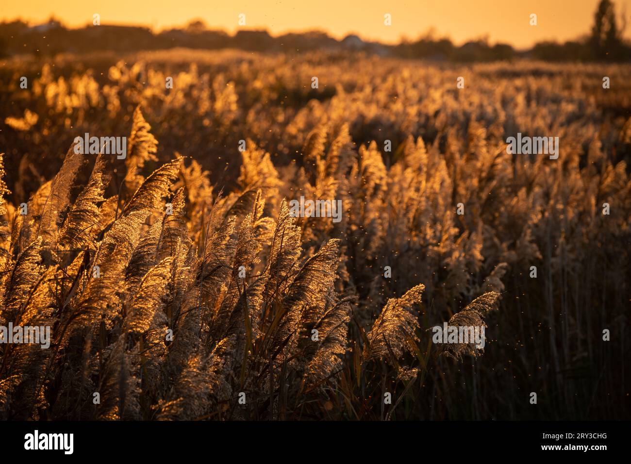 Canne comuni (Phragmites australis) circondate da piccoli insetti alla luce del tramonto nella campagna paludosa. Foto Stock