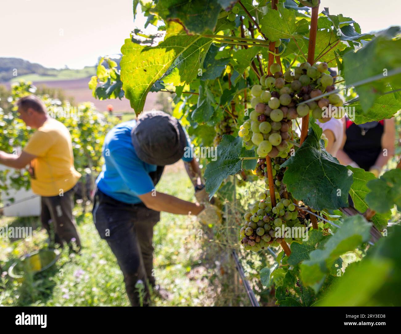 Reportage 28.09.2023, Weinlese in Franken, Fürstlich Castell sche Domäne, Scheurebe, Lese Nähe Markt Bibart die Reben werden abgeschnitten Neundorf/Sugenheim Bayern Deutschland *** Reportage 28 09 2023, vendemmia in Franconia, Fürstlich Castell sche Domäne, Scheurebe, vendemmia vicino Markt Bibart le viti sono tagliate Neundorf Sugenheim Baviera credito: Imago/Alamy Live News Foto Stock