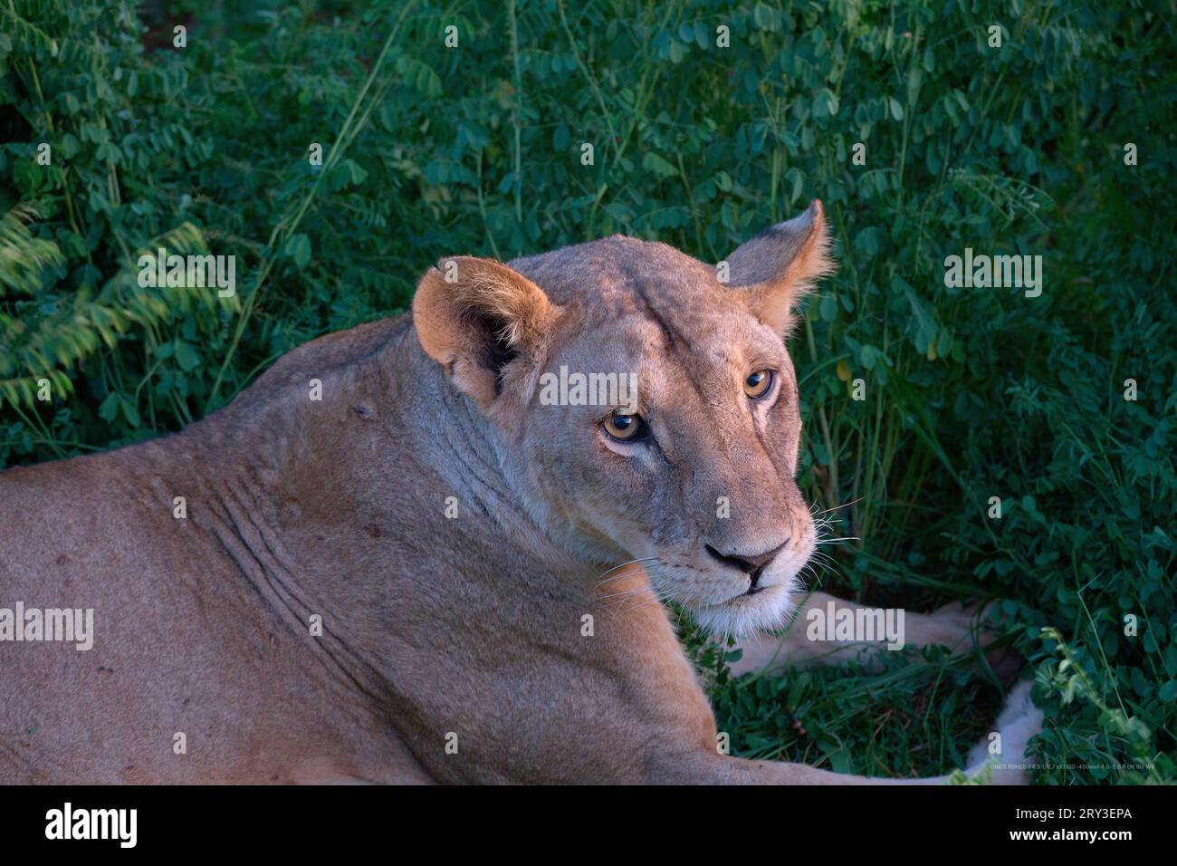 Una maestosa leonessa che vagava per la savana, la regina della natura selvaggia. 🦁🌿 #WildlifeWednesday #SavannahBeauty #Lioness' Foto Stock