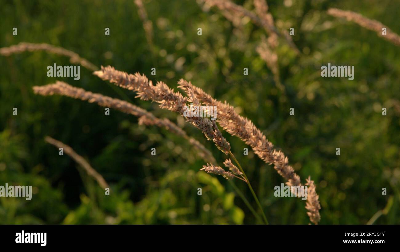 Lo studio stretto di Agrostis gigantea, noto con i suoi nomi comuni Black Bent[2] e Redtop, è un'erba perenne in una prateria di erba alta. Foto Stock