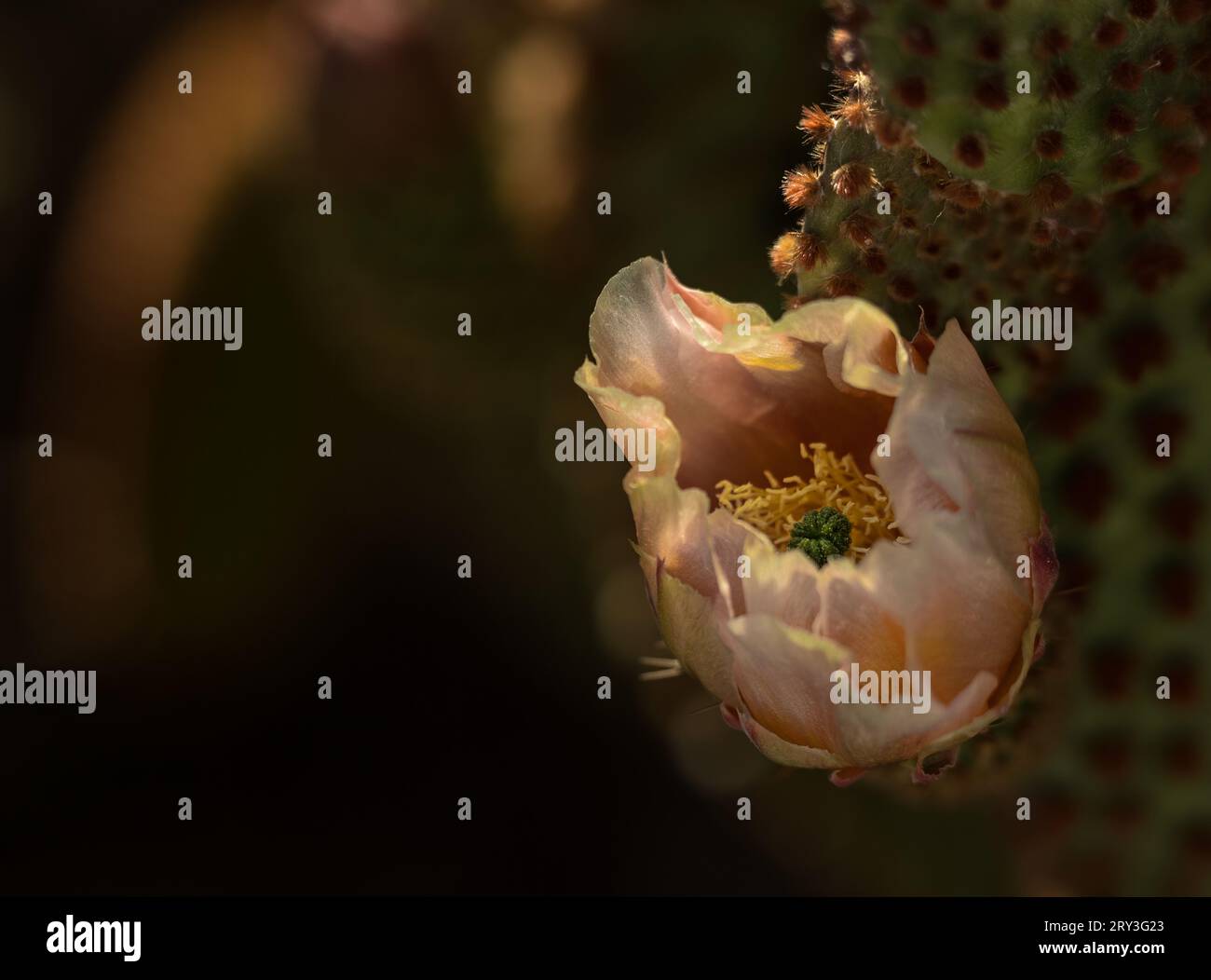 Fiore pastello rosa con steli gialli su un cactus cieco di fico d'India fiorito con il suo giovane fiore di corallo e pericolosi glochidi rossi. Foto Stock