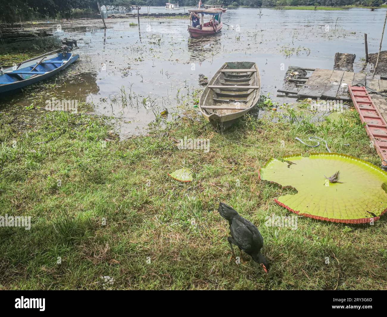 Animali amazzonici uccelli del Toucan nella foresta pluviale brasiliana, fiume amazzonico, Brazill Foto Stock