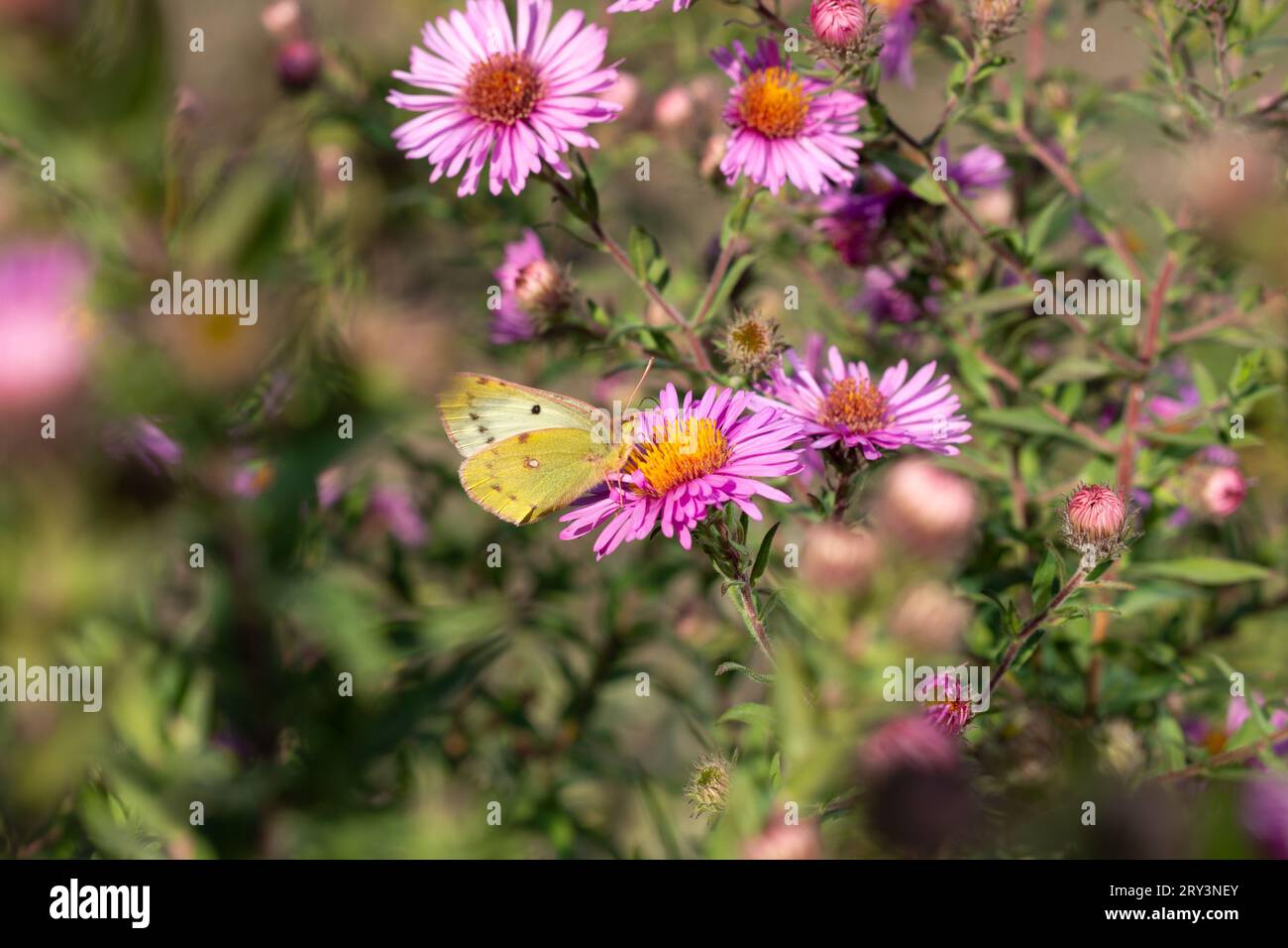 Orange Sulphur , conosciuta anche come la farfalla di alfalfa su Aster al sole autunnale Foto Stock