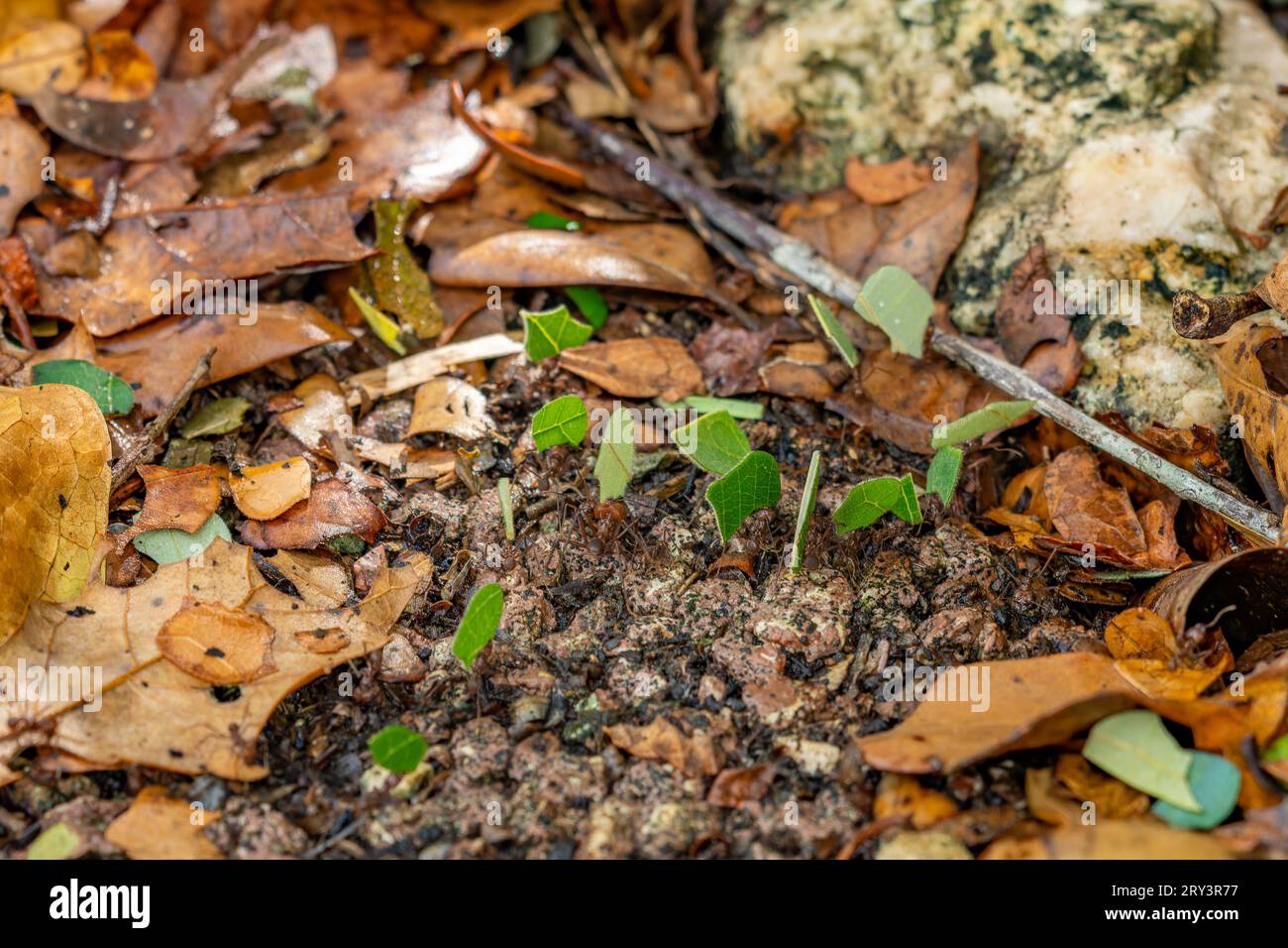 Le formiche dei tagliafili trasportano talee di foglie al loro nido nei terreni dello zoo del Belize in Belize. Foto Stock