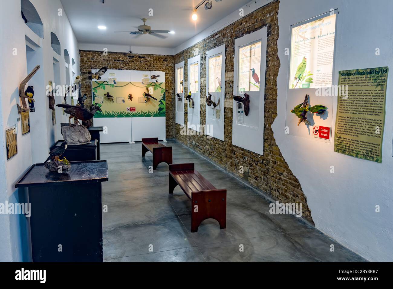 Mostra di uccelli nativi tassidermiati nel Museo del Belize, Belize City, Belize. Il museo è ospitato nell'ex prigione del Belize. Nota: Nessuna di t Foto Stock