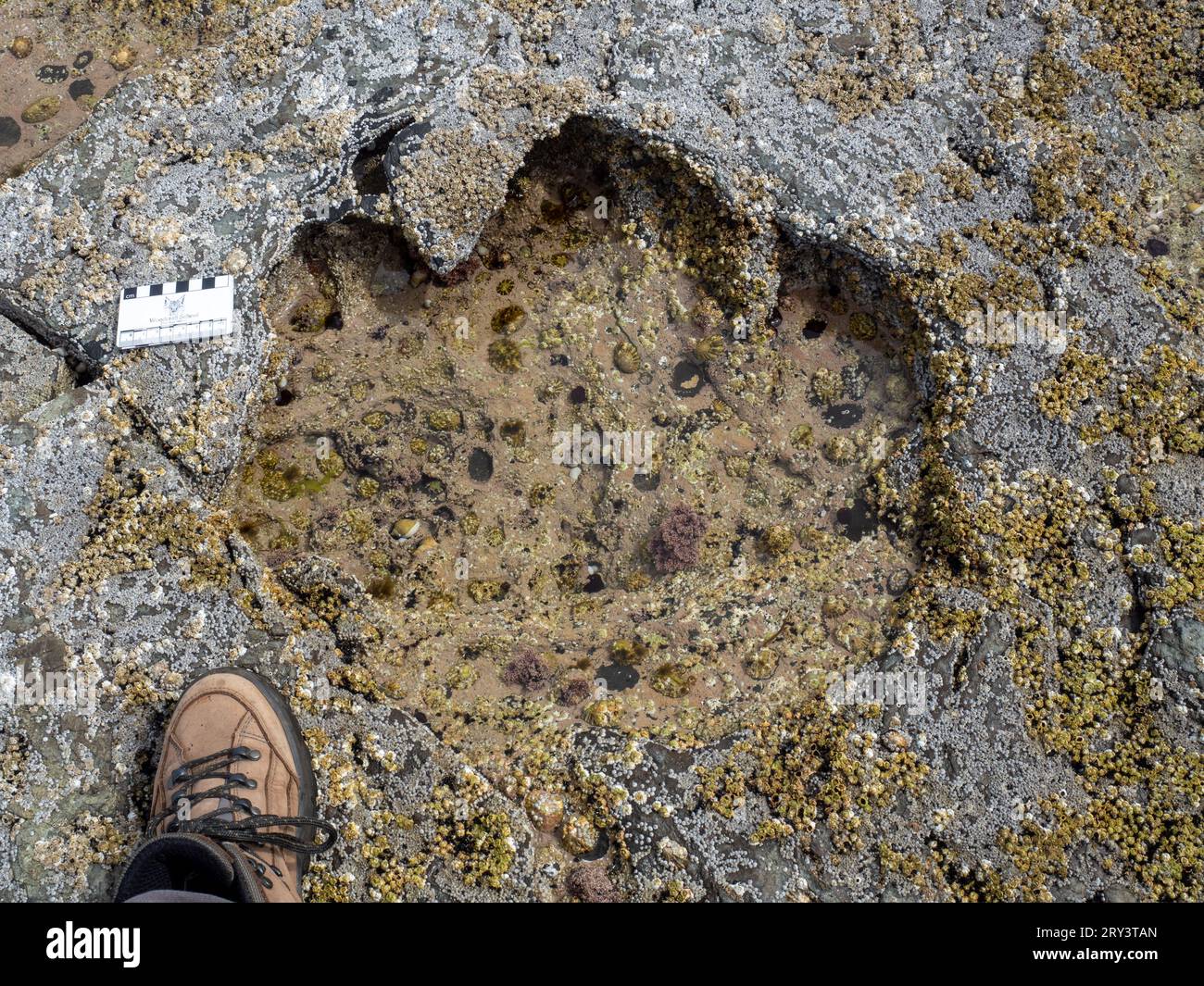Impronta di dinosauro sauropode del Giurassico medio sull'isola di Skye in Scozia, con piede umano per scala Foto Stock