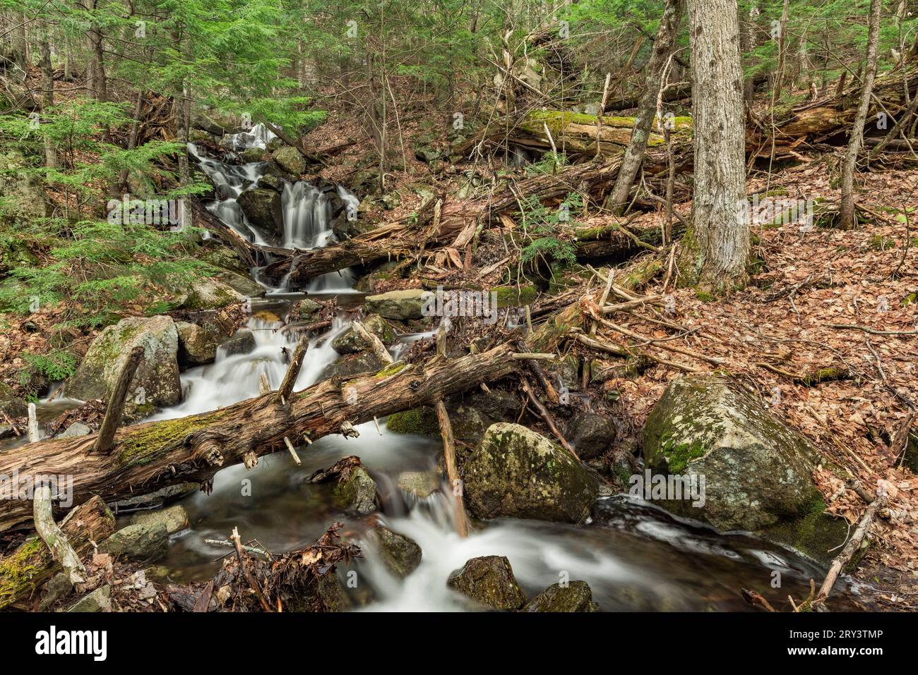 Scongelamento primaverile sul fianco di Giant Mountain, Adirondack Mountains, New York Foto Stock