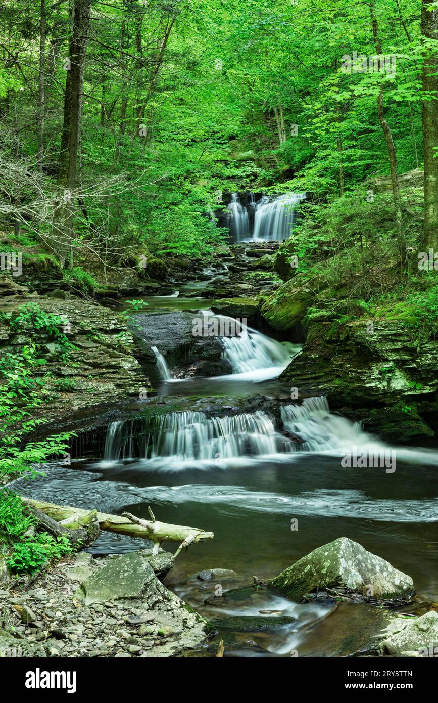 B Reynolds Falls, Ricketts Glen State Park; Pennsylvania Foto Stock