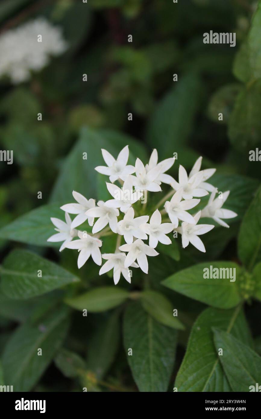 piccoli fiori bianchi Foto Stock