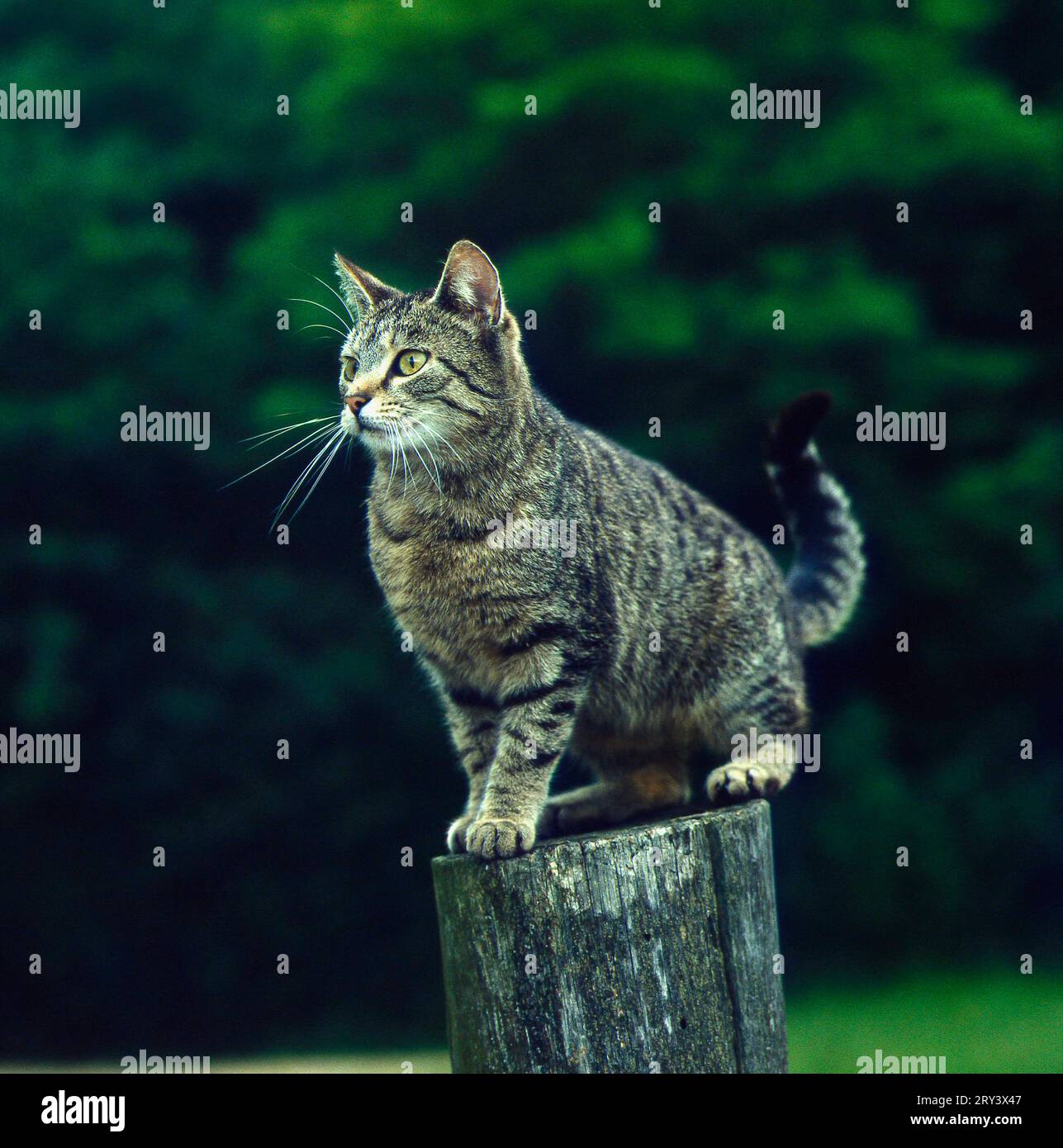 Gatto domestico, tabby su ceppo d'albero Foto Stock